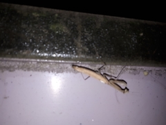 Statilia maculata maculata