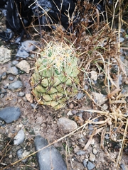 Coryphantha salinensis