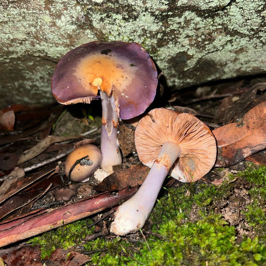 Cortinarius archeri · May 2025 · photo: © douch (iNaturalist, cc-by-sa)