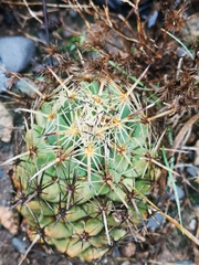 Coryphantha salinensis
