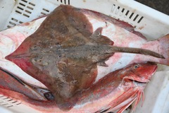 Mottled Skate photo 1