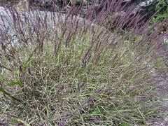 Aegopogon tenellus