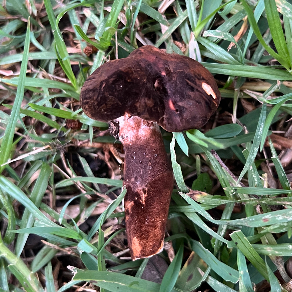 Gyroporus mcnabbii · May 2025 · photo: © douch (iNaturalist, cc-by-sa)