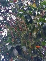 Tabernaemontana litoralis