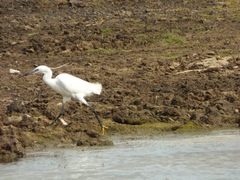 Egretta garzetta