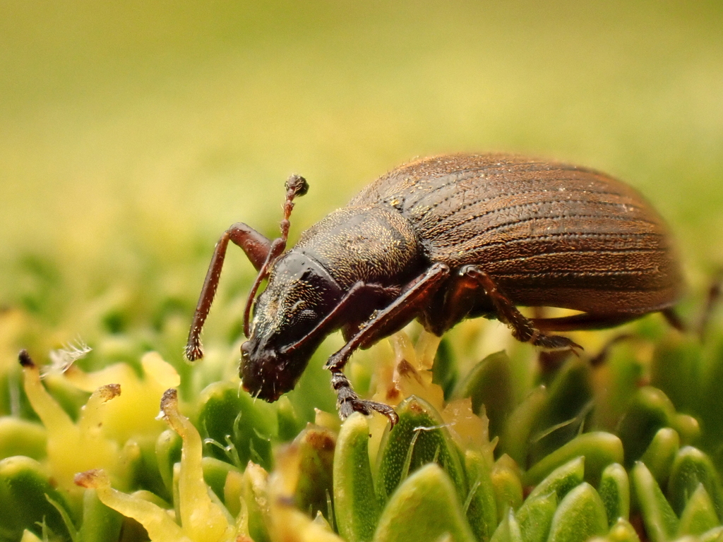 Ectemnorhinus similis