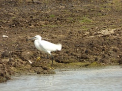 Egretta garzetta