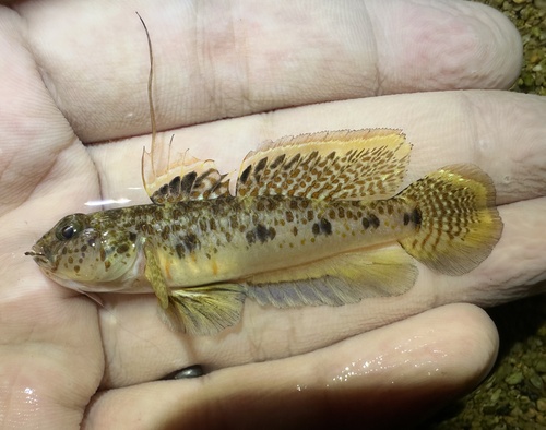 Favonigobius reichei (Bleeker, 1854)