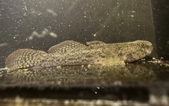 Dirty-Faced Brackish Goby photo 4