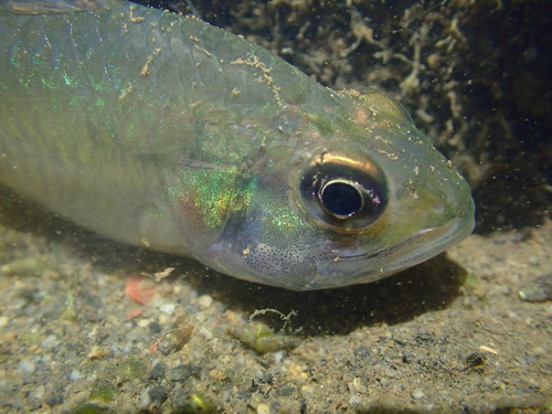 Cardinalfish (Yarica hyalosoma) — Apogonidae — 4