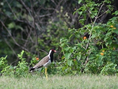 Vanellus indicus