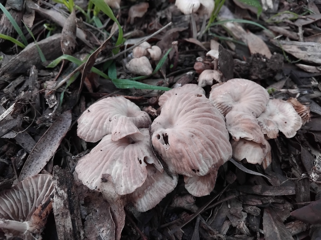 Collybia kurara · May 2025 · photo: © sofiazed1 (iNaturalist, cc-by)