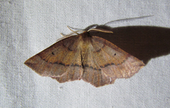 Metarranthis duaria