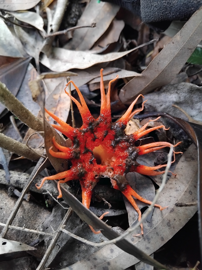 Aseroe rubra · May 2025 · photo: © sofiazed1 (iNaturalist, cc-by)