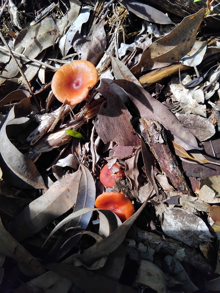 Lactarius eucalypti · May 2025 · photo: © sofiazed1 (iNaturalist, cc-by)
