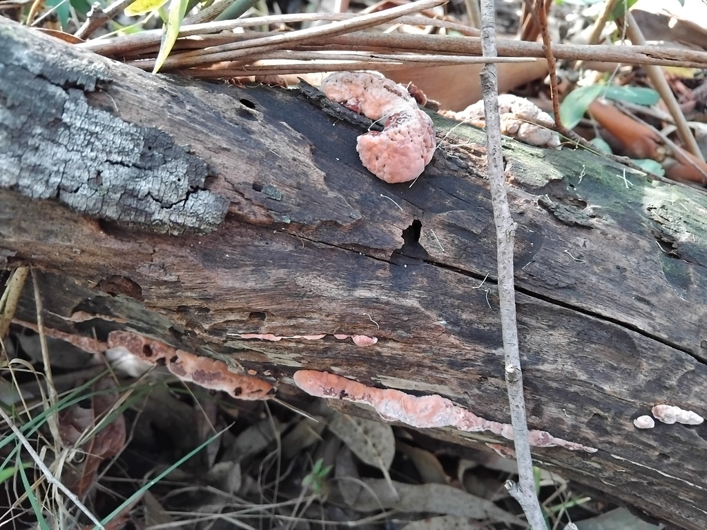 Fomitopsis lilacinogilva · May 2025 · photo: © sofiazed1 (iNaturalist, cc-by)