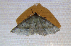 Metarranthis duaria