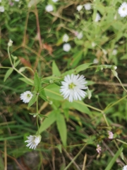 Stellaria radians