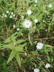 Stellaria radians