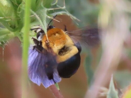 Foto von Anthophora armata