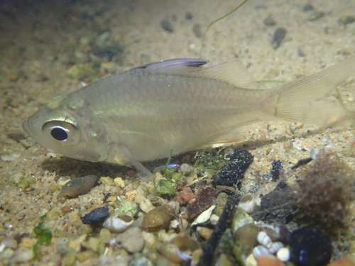 Singapore glassy perchlet (Ambassis kopsii) — Ambassidae