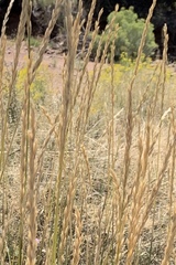 Elymus smithii