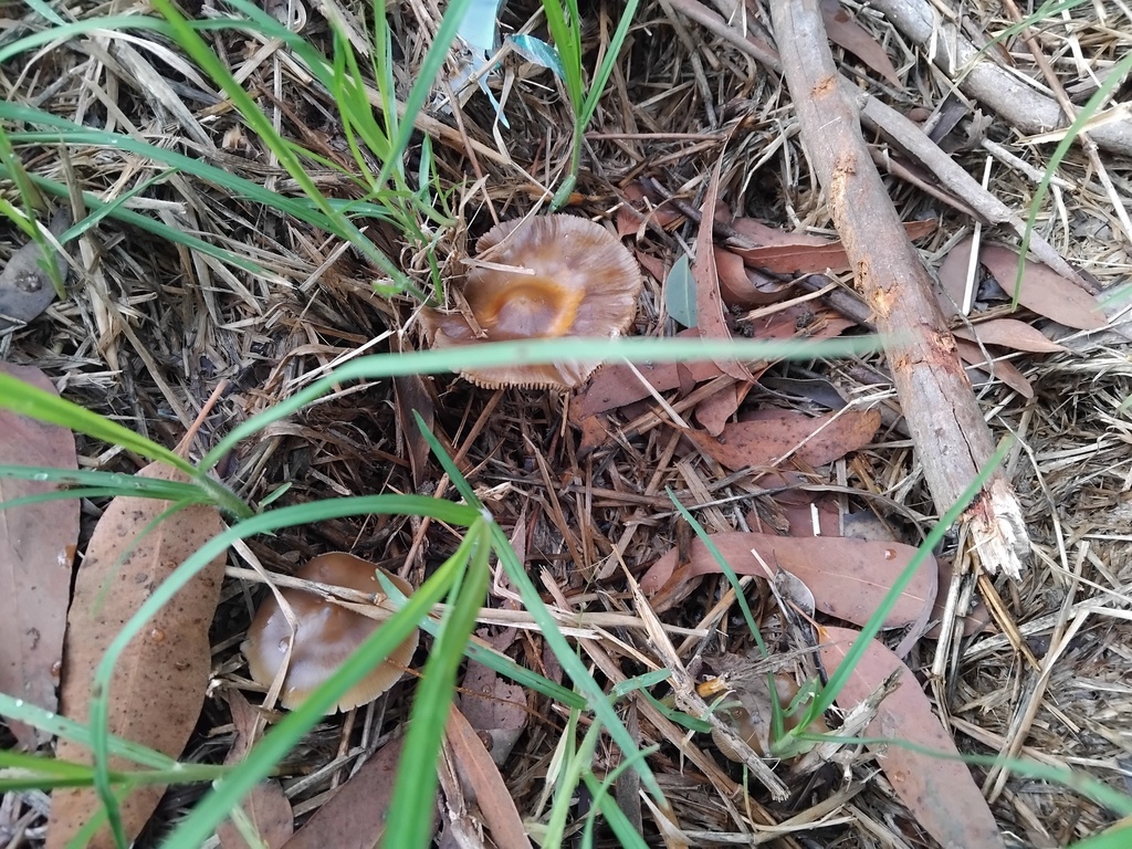 Psilocybe subaeruginosa · May 2025 · photo: © sofiazed1 (iNaturalist, cc-by)