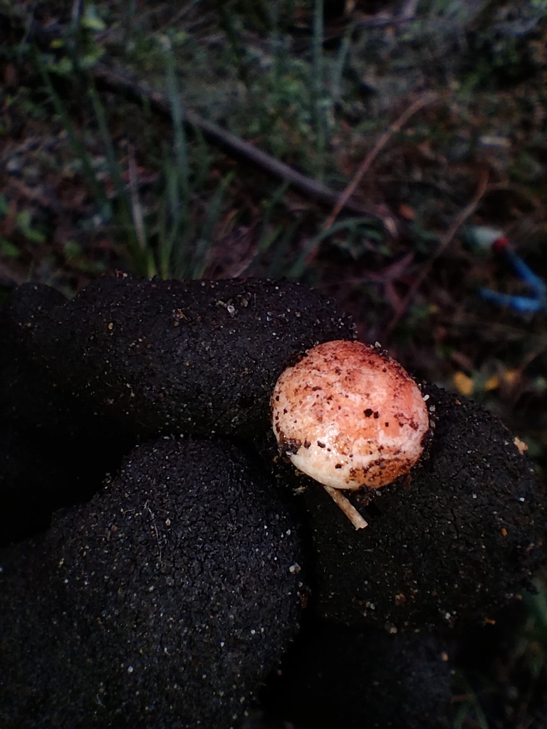 Lactarius deliciosus · May 2025 · photo: © sofiazed1 (iNaturalist, cc-by)
