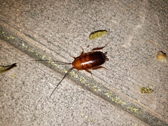 Parcoblatta pennsylvanica