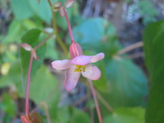 Begonia palmeri