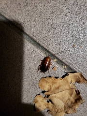 Parcoblatta pennsylvanica