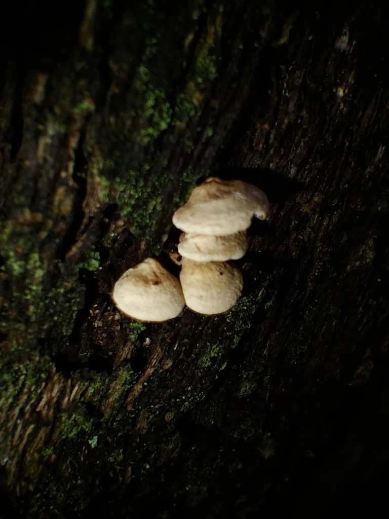 Panellus luxfilamentus · May 2025 · photo: © sofiazed1 (iNaturalist, cc-by)