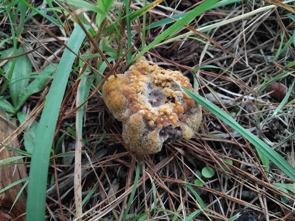 Phaeolus schweinitzii · May 2025 · photo: © sofiazed1 (iNaturalist, cc-by)