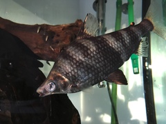 Abramites hypselonotus