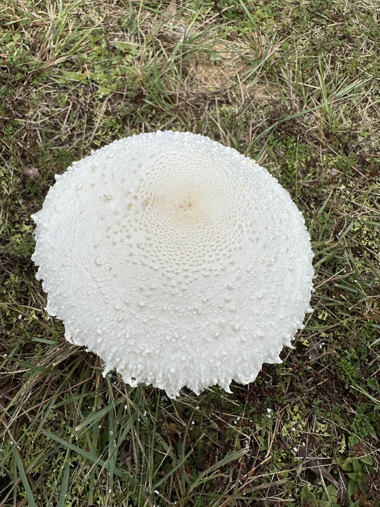 Macrolepiota dolichaula · May 2025 · photo: © prossington (iNaturalist, cc-by)