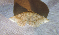 Metarranthis refractaria