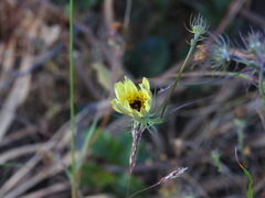 Duarte Frade, CC BY, iNaturalist via GBIF Tolpis barbata, photograph Duarte Frade, CC BY, iNaturalist via GBIF