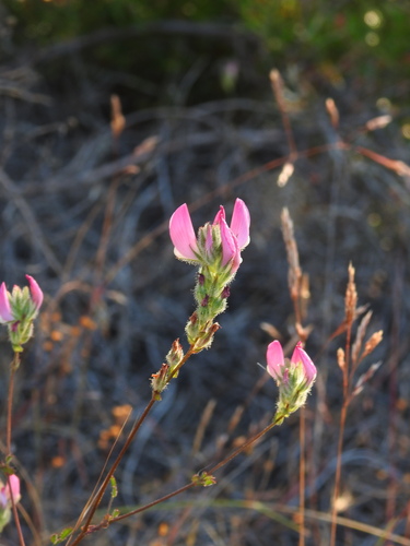 Andalucian restharrow (Ononis baetica)