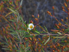 Cistus libanotis, photograph (c) Duarte Frade, some rights reserved (CC BY)