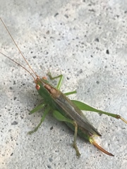 Orchelimum silvaticum