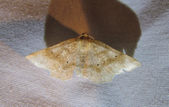 Metarranthis refractaria