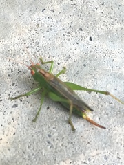 Orchelimum silvaticum