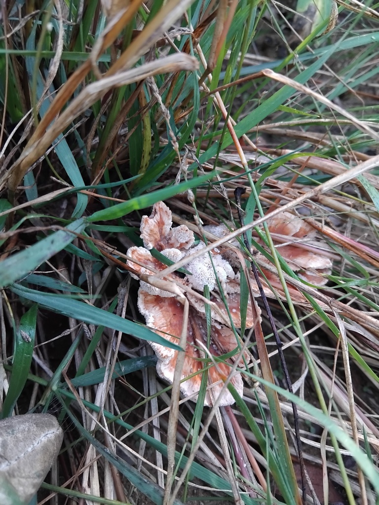 Abortiporus biennis · May 2025 · photo: © sofiazed1 (iNaturalist, cc-by)