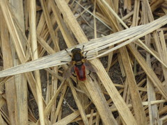 Polydontomyia curvipes