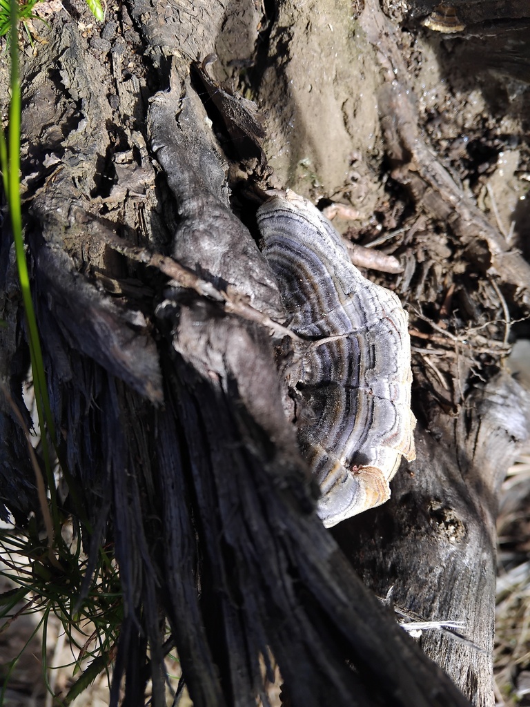 Trametes versicolor · May 2025 · photo: © sofiazed1 (iNaturalist, cc-by)