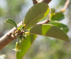 Ximenia caffra caffra
