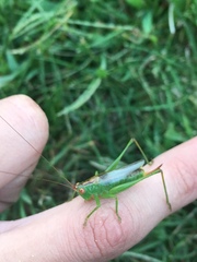 Orchelimum silvaticum