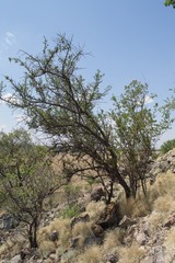 Ximenia caffra caffra