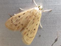 Tabidia strigiferalis