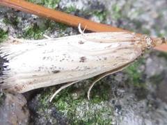 Hypsotropa solipunctella